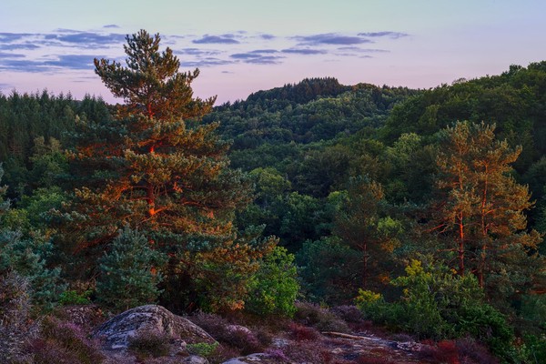 A diorama-like shot of the last rays of sunshine falling on a forest of pine trees.